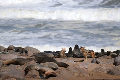 View of sheep on beach