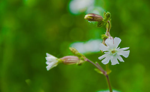 Close-up of white flowering plant