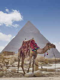 Camel standing on desert against sky