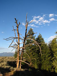 Trees on landscape against sky