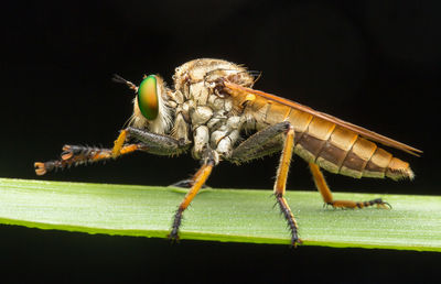 Close-up of insect