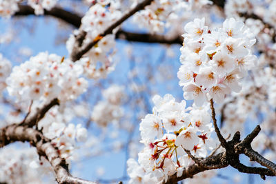 Close-up of white cherry blossoms in spring