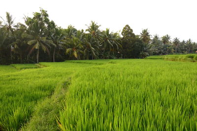 Scenic view of rice field against clear sky