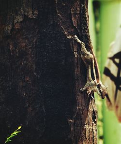 Close-up of tree trunk