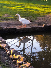 Bird perching on a lake