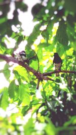 Low angle view of bird perching on tree