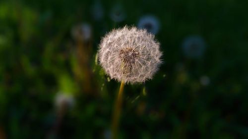 Close-up of dandelion flower on field