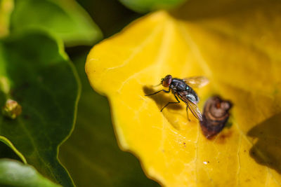 Close-up of insect on leaf