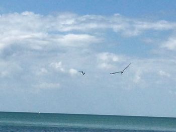 Birds flying over sea