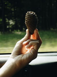 Close-up of hand holding pine cone