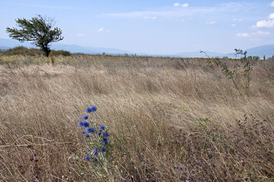 Plant growing on field against sky