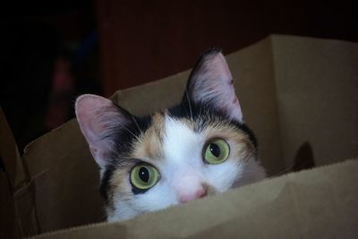 Close-up portrait of a cat