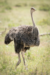 Ostrich on field