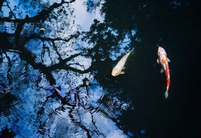 Fish swimming in a lake