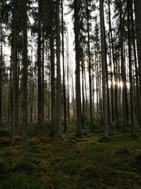 Pine trees in forest