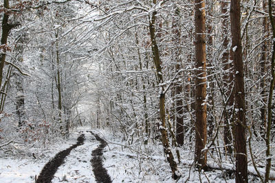 Bare trees in forest during winter