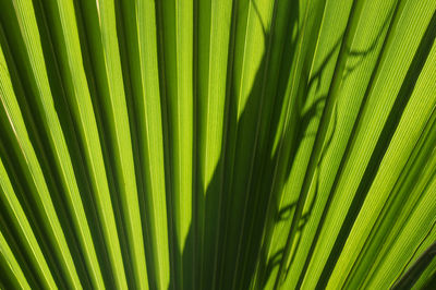 Full frame shot of palm leaf