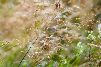 Close-up of plant