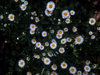 High angle view of white flowering plants