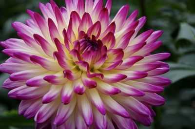 Close-up of insect on pink flower