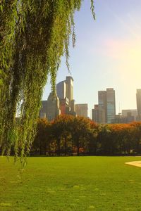 Trees growing on field against buildings in city