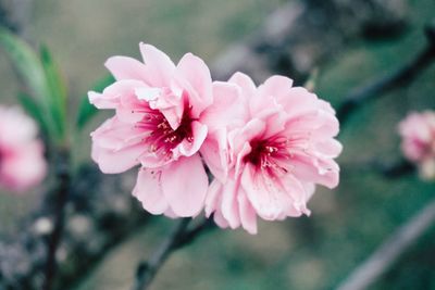 Close-up of pink flowering plant
