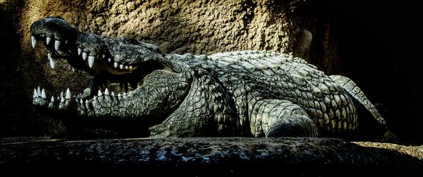 Close-up of horse statue