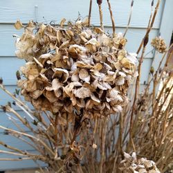 Close-up of dried mushrooms growing on land