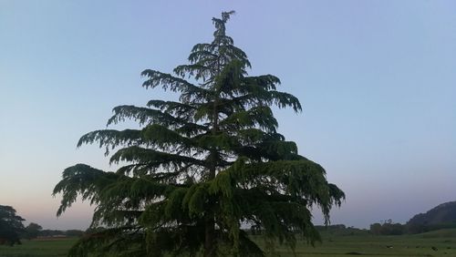 Low angle view of tree against clear sky