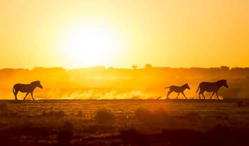 Silhouetted zebra family walk across the african sunset, with a baby zebra racing along in the dust