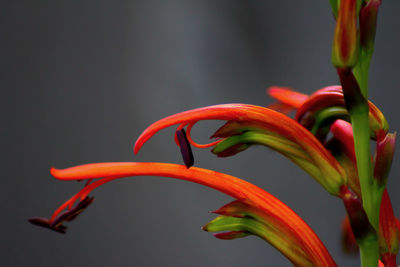 Close-up of red flowers against blurred background