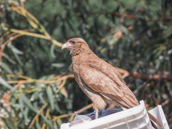 Close-up of bird perching on a tree