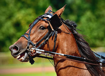 Close-up of horse standing outdoors