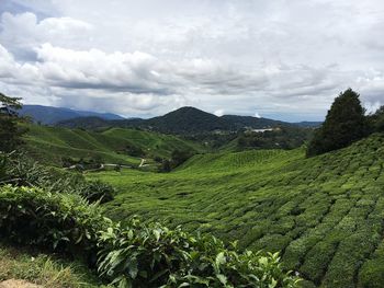 Scenic view of vineyard against sky
