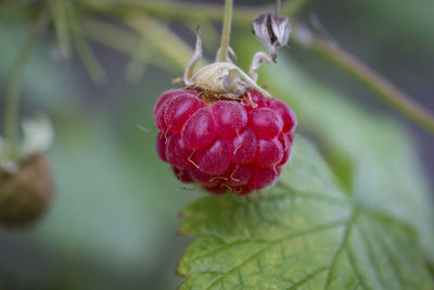 Close-up of strawberry growing on plant