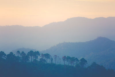 Silhouette trees in forest against sky during sunset