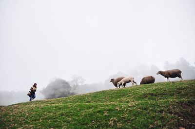 Woman walking on hill towards sheep against sky