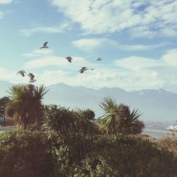 Bird flying over mountain