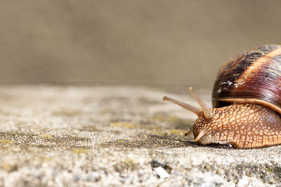 Close-up of snail on land