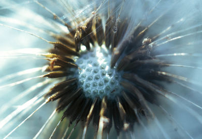 Close-up of dandelion flower