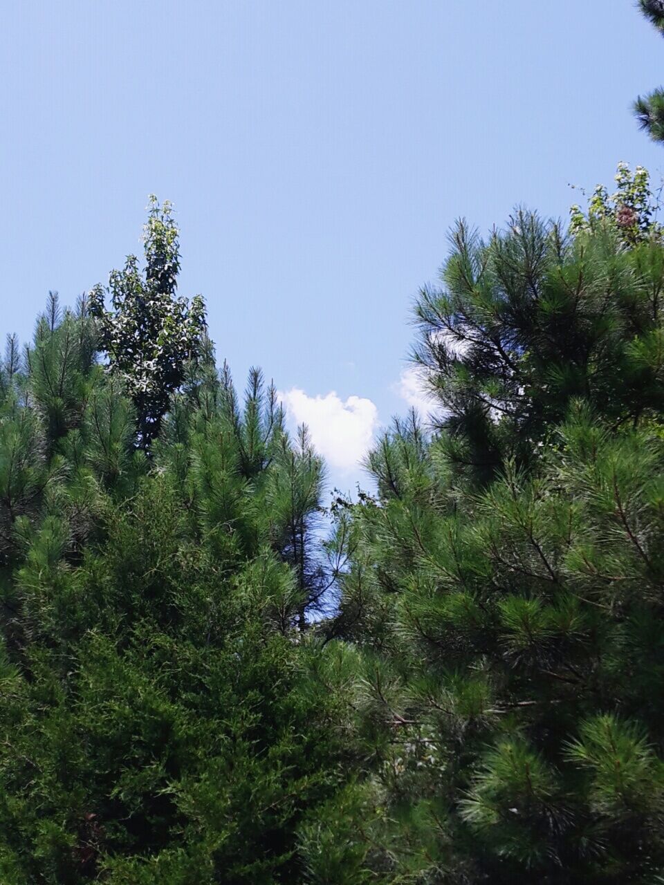 tree, clear sky, growth, green color, tranquility, tranquil scene, beauty in nature, nature, lush foliage, scenics, copy space, blue, sky, green, forest, plant, day, non-urban scene, low angle view, no people