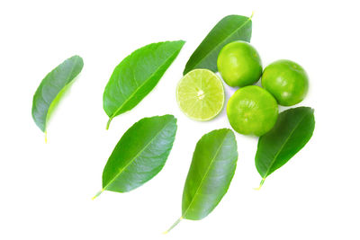 Close-up of green leaves against white background