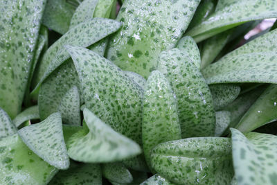 Full frame shot of wet leaves