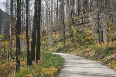 Road through a burnt forest of trees