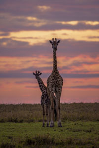 Giraffes on field against sky during sunset