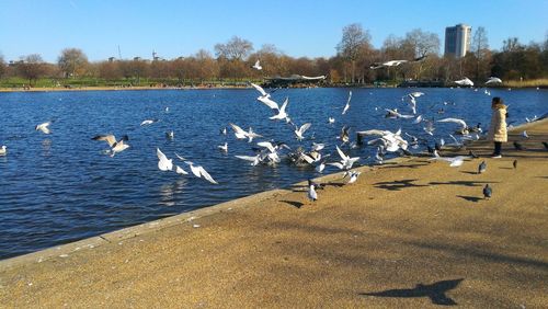 Flock of birds in lake