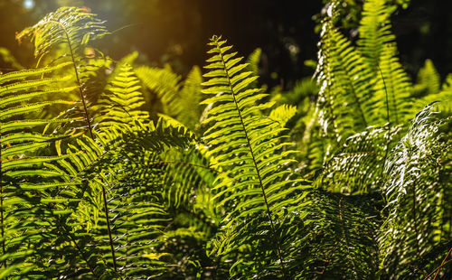 Close-up of fern