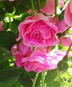 Close-up of pink flowers