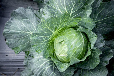 Close-up of cabbage