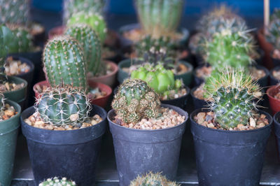 Close-up of pots of cactus on retail display